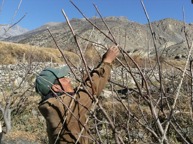 <br />　二人がジョムソンを離れた後は一人でセンターに滞在する。<br /><br />　午前中は近藤翁にりんごの枝の剪定方法を教えてもらう・・