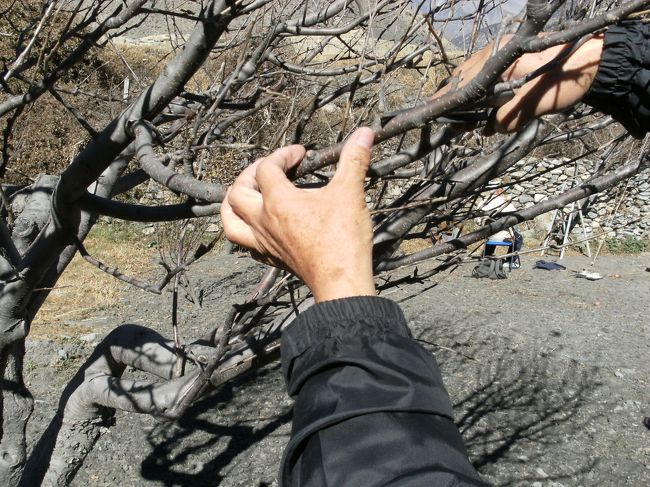 <br />　ひと月早ければ、たわわに実ったりんご狩りができたはずだが、仕方がない・・<br /><br />　りんごをとったあとの剪定である、