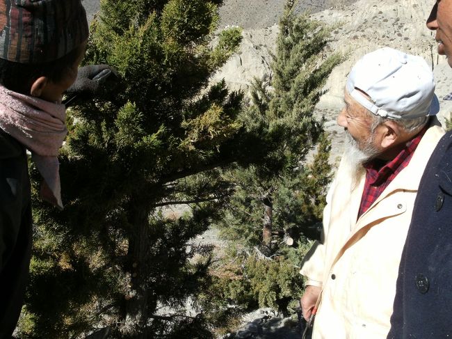 <br />　またあるときは、ティニ村の植林地で樹の枝落とし作業も手伝う・・