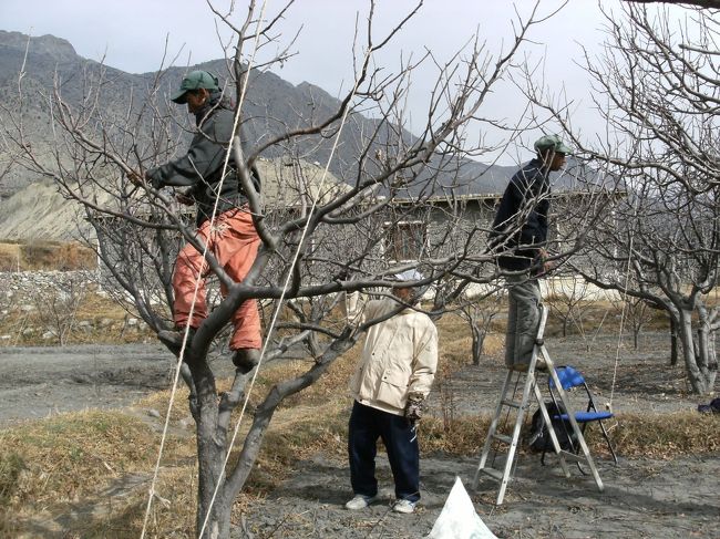 <br />　近藤翁の指導で枝の剪定作業を行う、<br /><br />　来年に向けて地道な作業である。
