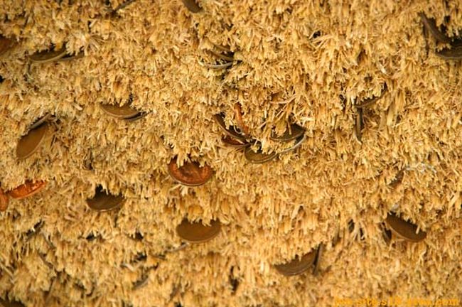 よ〜りみるとお金でした。