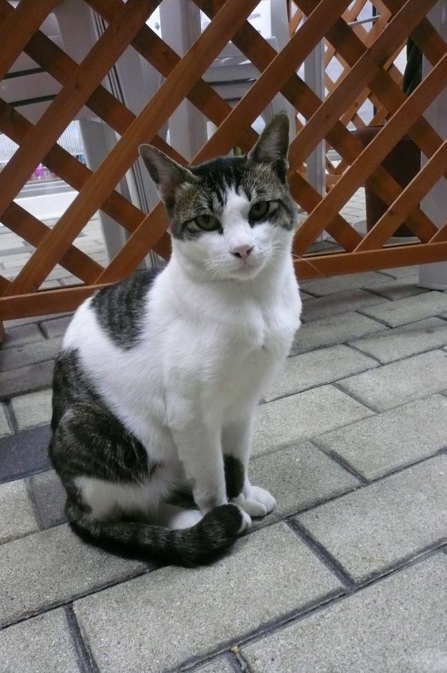 猫が多い街です