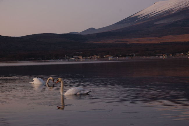 白鳥も行動開始。