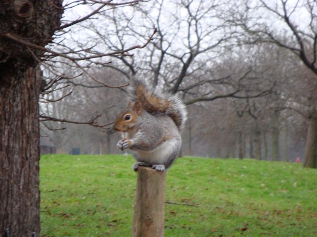 ハイドパークにはかわいいリスたちがたくさん！