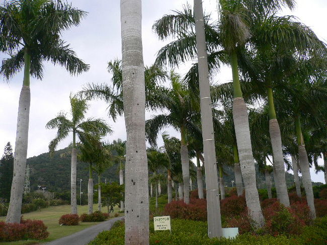 沖縄を感じさせるやしの木。<br /><br />いい感じ♪<br /><br />本土のゴルフ場は松の木しかありません。