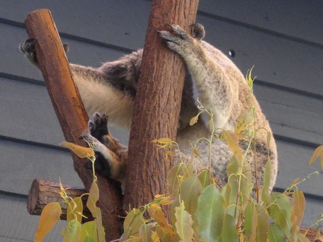 コアラが寝ていました。<br />器用な格好で。<br />やはり昼間はほとんどのコアラが寝ていました。<br /><br />このあと抱っこして写真を撮ったのですが<br />毛が柔らかくて暖かくてかわいくて持って帰りたいくらいでした。
