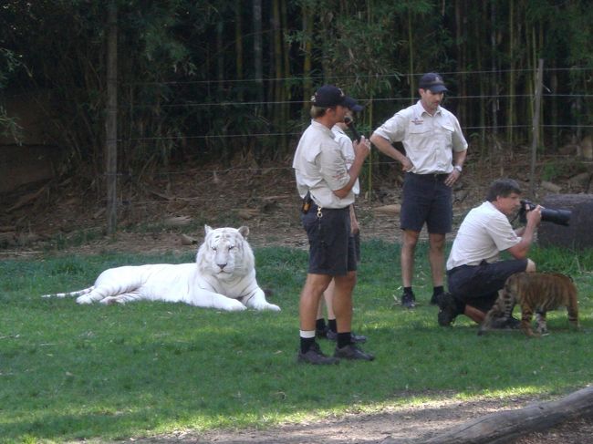 トラの檻（？）のなかに人が…<br />子トラとじゃれあったりしておどろきました。<br />トラが満腹だったら襲わないのでしょうか？