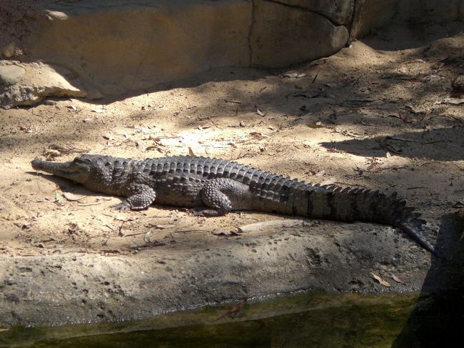ワニもいました。<br />ひなたぼっこ？