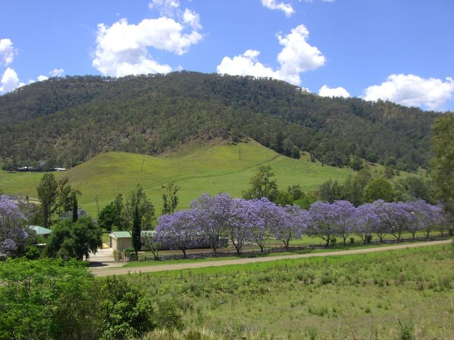 紫の花をつけた木がたくさんありました。<br />向こうの桜のようなものらしくジャガランダという名前だそうです。<br />