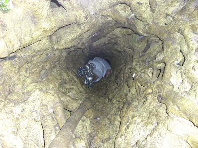 絞め殺しの木が完全に乗っ取った木があり、中が空洞でした。<br />中をのぞくと先客が木登り。<br />もちろんこのあと私も登りました。<br />内側からの木登りってはじめてで楽しかったです。