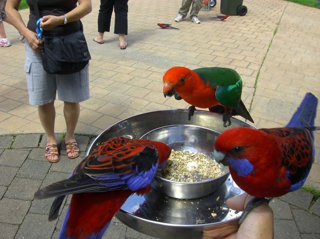 森から出てくるとカラフルな鳥がいっぱい。<br />えさの器をもつとあっちこっちから鳥がばさばさーっとやってきます。