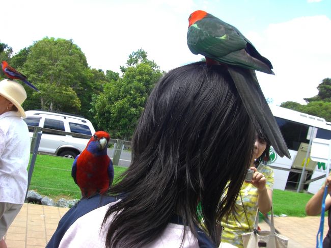 気がつけば従姉妹の頭の上にまで。<br />人をぜんぜん怖がってませんね。