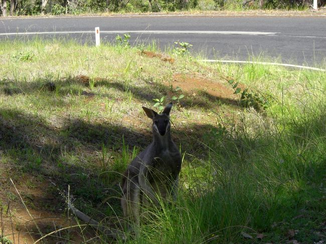 帰り道で野生のワラビーに会いました。<br />逃げずにとこっちを見ていました。<br />かわいらしかったです。