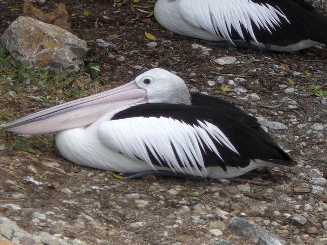 初めて近くでペリカンを見ましたが<br />目の大きさに驚きました。<br />残念ながらえさの時間ではなかったようで<br />口が伸びるところは見られませんでした。<br />残念。