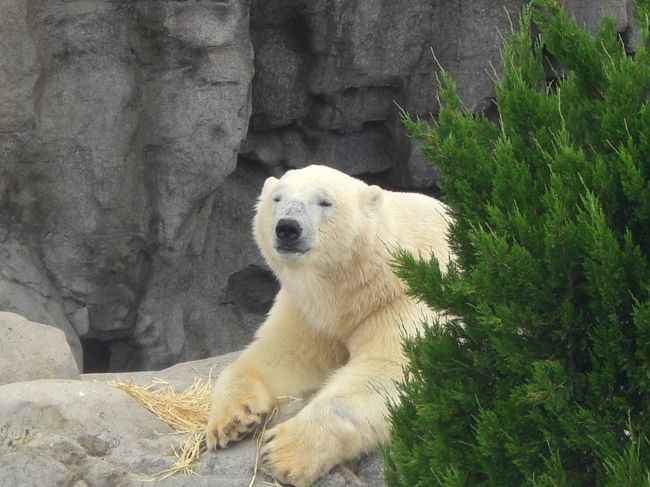 眠たそうなしろくま。