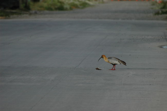 翌朝６時ごろ。ミヤザト・インのご主人に言って鍵を開けてもらい、ニメス湖へ散歩に出かけました。<br />その途中、珍しい鳥（カオグロトキ）だとカメラを向けたらくちばしの先には小さなスズメが横たわっていました。<br />