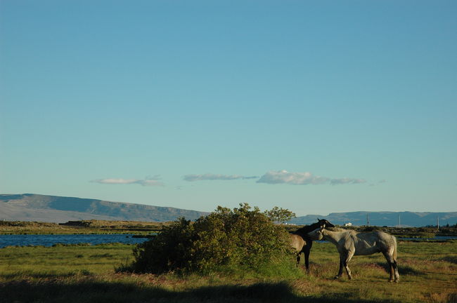 奥に進んで行くと馬たちに出くわしました。