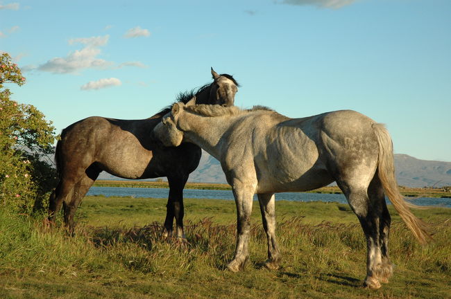 美しい姿に見とれてしまいます。