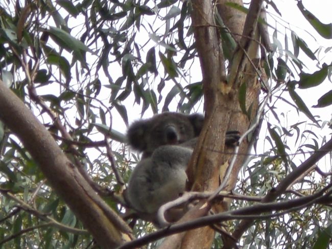 野生のコアラが生息している場所ではみんなで探しましたが<br />一番に見つけたのはガイドさん。さすがです。<br /><br />てかコアラが野生なんてすごい。<br />オーストラリアやなぁって思いました。
