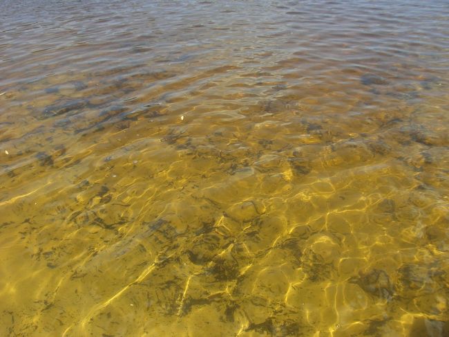 島について車をだーっと走らせて<br />まず最初に止まったところはブラウンレイクです。<br />周りにティーツリーの木が生えていて、落ちた葉っぱのエキスが湖に流れて茶色になってるんだったかな？たぶんそんなかんじ。<br />殺菌とかに良いと聞いたのでティーツリーオイルお土産に買って帰りました。