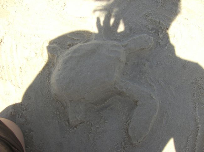 ビーチでは釣りに使う貝を探したり、釣りをしたり、<br />ボディボードをしました。<br />砂で海がめつくってみました。