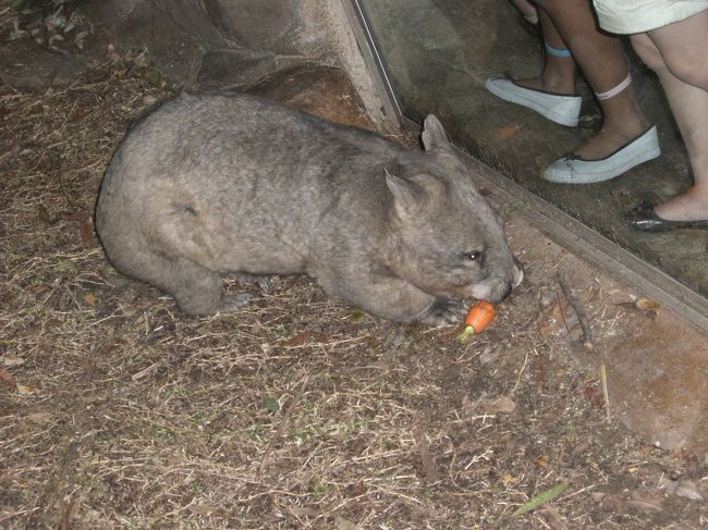 食事中のウォンバットです。<br />「こんなに動いてるのはじめて見た」<br />と従姉妹が言ってました。<br />このこも夜行性なんですね。