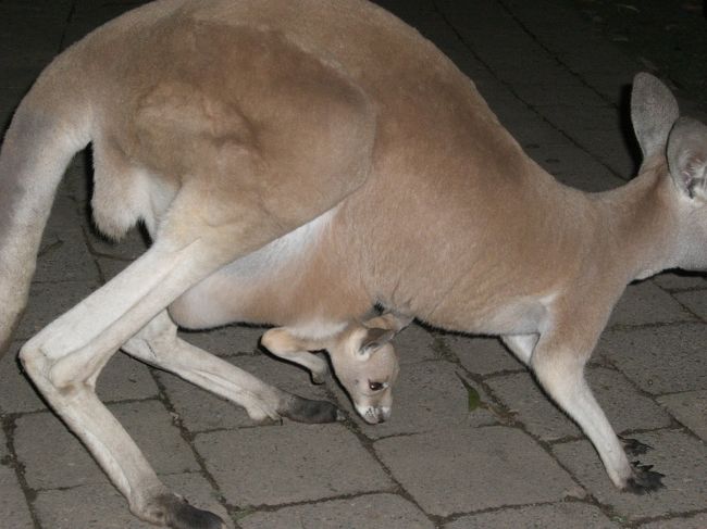 親子カンガルー。<br />袋から顔を出してる子カンガルーがかわいかったです。