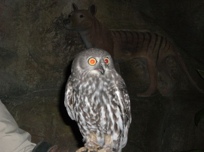 大好きなフクロウ。<br />かわいすぎる！<br />腕にとまらせてほしかったけどだめでした。<br />さんねーん。