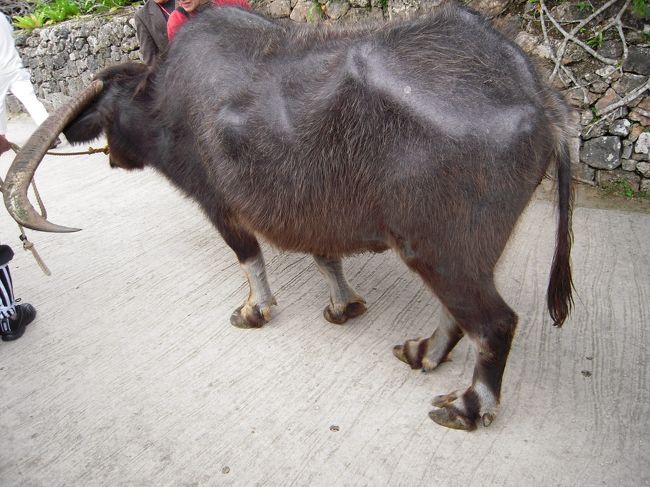 水牛が歩いてました。<br />もちろんスタッフさんと一緒です。