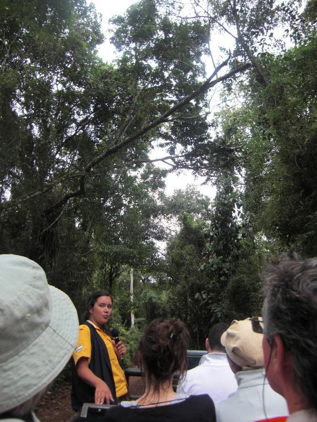 こちらはジャングルを車で走るもの。<br />もちろん、公園なので、自然そのままのすがたというわけではなく、色々手はかけているのですね。<br /><br />ガイドさんは、乗り込んだ客の国籍をざっと確認して、スペイン語と英語で説明。<br />説明の比重が違うような気もしないでもないが、いずれにせよ私は詳しい説明を受けても、よくわからないので別にいい・・・ぼけっとしてると、いつのまにか言葉が変わってるし。<br /><br />