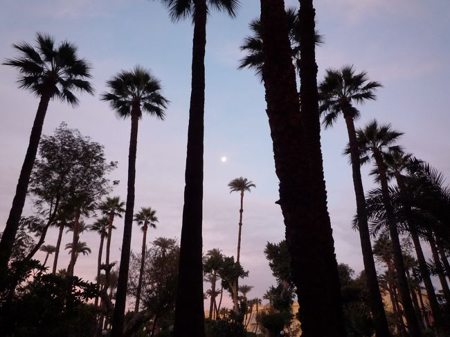 ウィンターホテルの庭は、かなり手入れがされており、散歩するだけでも気分爽快になります。排気ガスと砂埃だらけのカイロに比べると、緑豊かな庭でゆっくり出来ることがありがたく思えます。