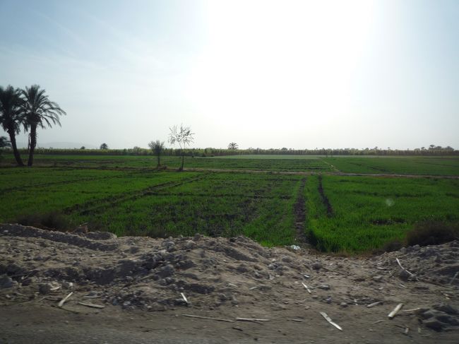 翌日は、またまたホテルでプライベートのツアーを手配してもらい、ルクソールの西側（王家の谷など）へ。こちらも、当日行きたい場所をガイドさんと相談して決めることができます。7時間ほどのツアーは、運転手付きの車を貸切り、ガイドさんと各所の入場チケット代を含んで2名で2.3万円ほど。