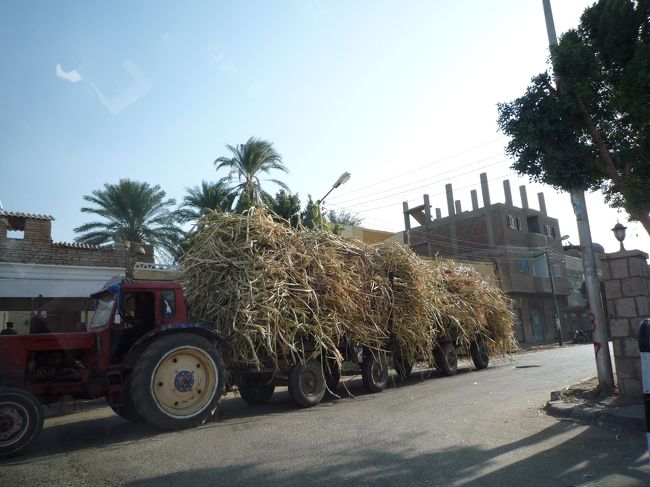 ルクソールでは、サトウキビの収穫が盛んらしく、サトウキビ専用のトロッコとその線路まであります。<br />このように、大量のサトウキビを運ぶトラックがスピードを落として曲がるコーナーには、ちびっこが待機しており、うしろからサトウキビを一本、二本と一生懸命引き抜いていました。引っこ抜いたものは、いったいどうするのでしょうか。。。