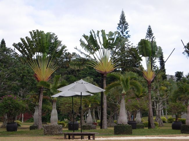 英名はトラベラーズツリー