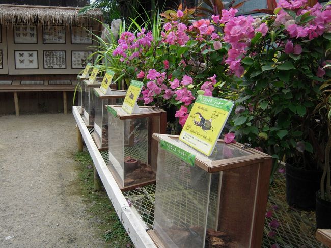 何種類かのカブトムシや蝶の標本が飾ってあります。