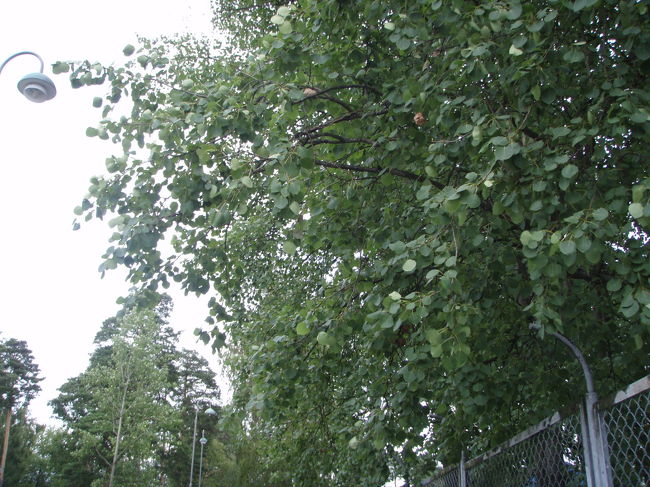 丸い葉っぱが風で揺れるのがかわいい