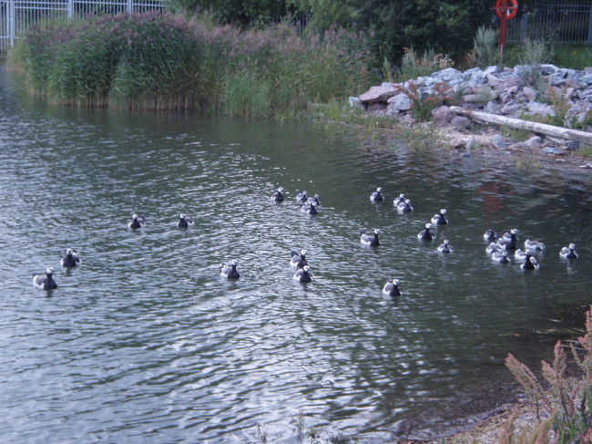 集団でこっちに向かって泳いで来る