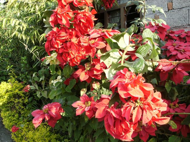 <br />　ここのオーナーはガーディニングが趣味で、庭内にはいろんな花が咲いていた・・