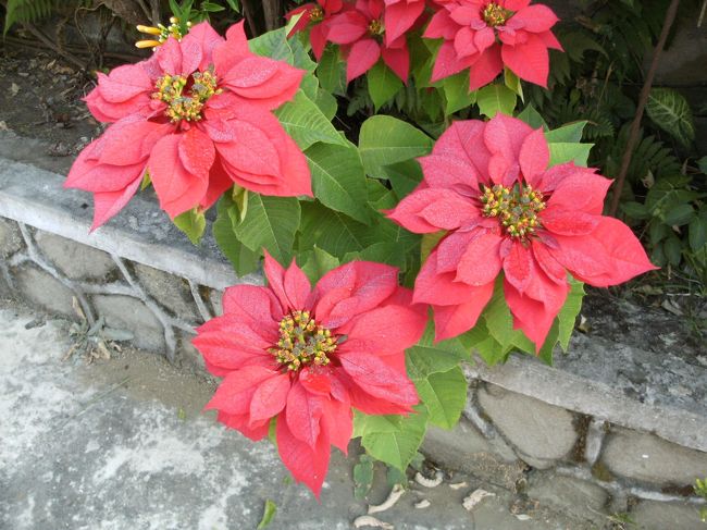 <br />　奥さんが毎朝散水していた・・