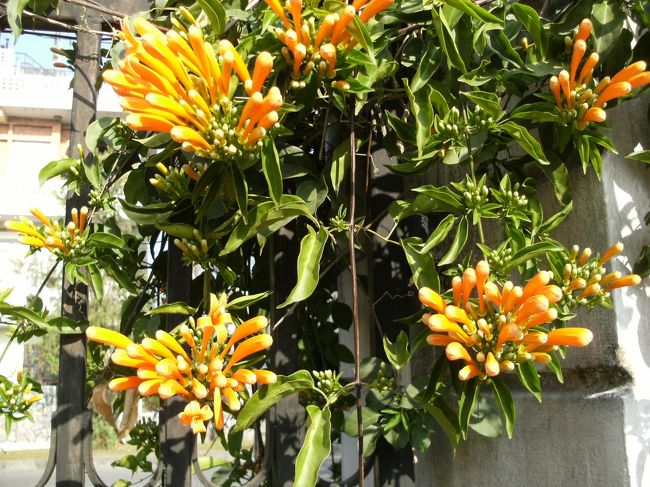 <br />　　庭内の花をどうぞ・・