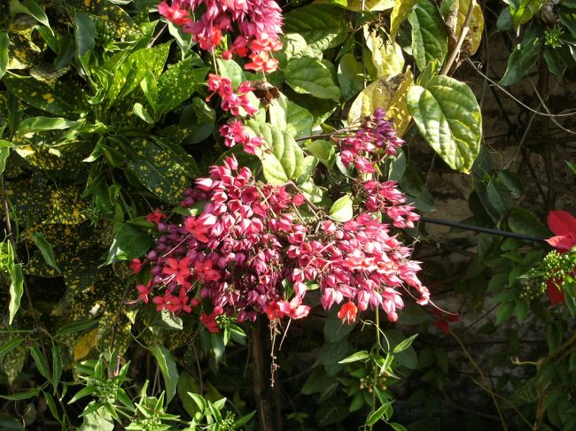 <br />　庭内の花をどうぞ・・