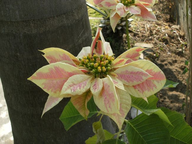 <br />　庭内の花をどうぞ・・