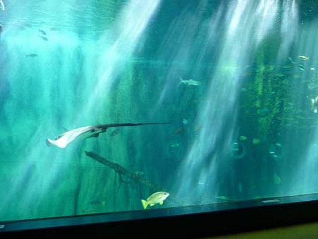 箱根園の水族館に入りまぁす。