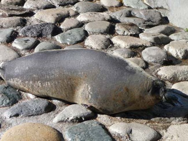 アザラシも　いますよー
