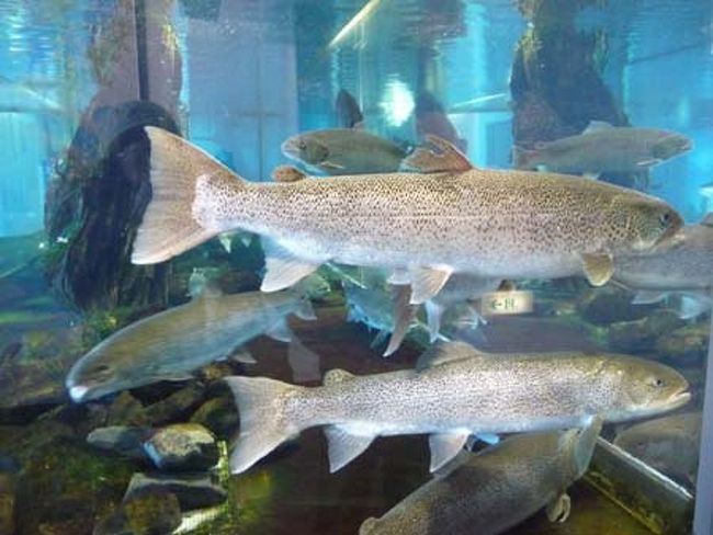 幻の魚「イトウ」もたくさん。<br />全然幻じゃない感じ・・・<br />そういえば「どうぶつの森」でイトウを釣った時は感動しました。