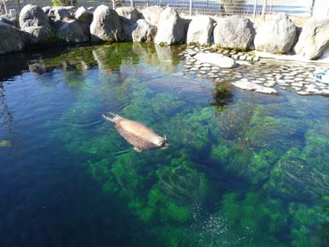 屋外のアザラシプールはこんな感じで水の色がきれい。<br />