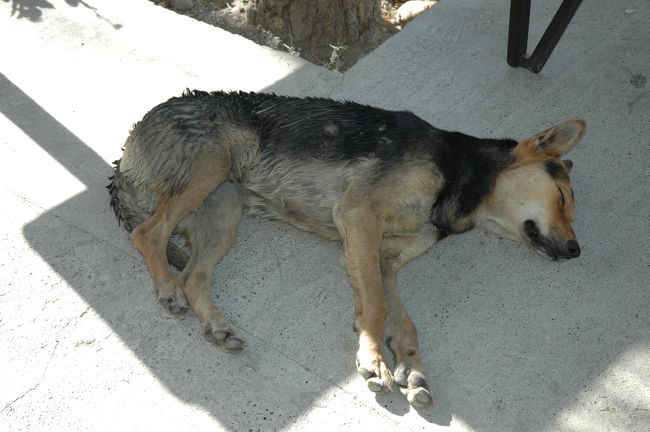 エル・カラファテには大きな野犬がたくさんいます。<br />この子はぐっすりお休み中。