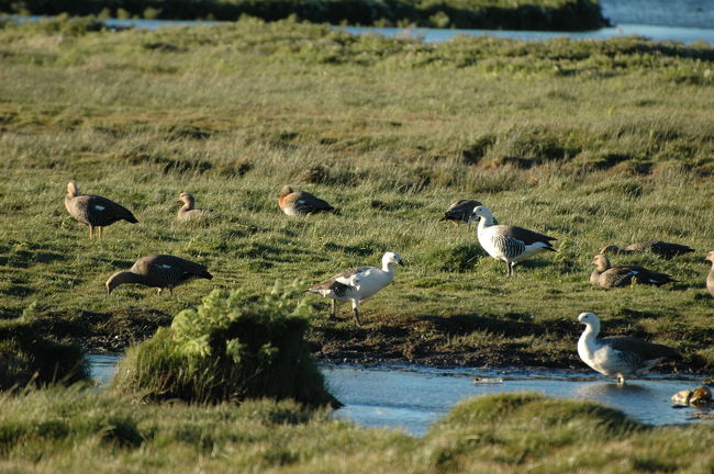 潟に集まる鳥たち