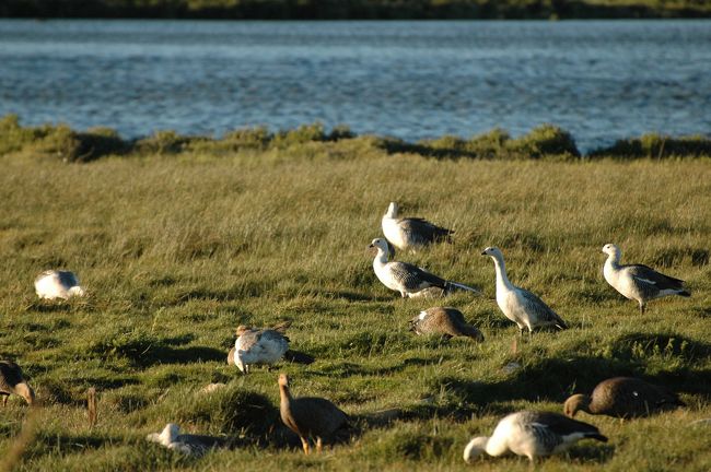 マゼランガンというらしい。