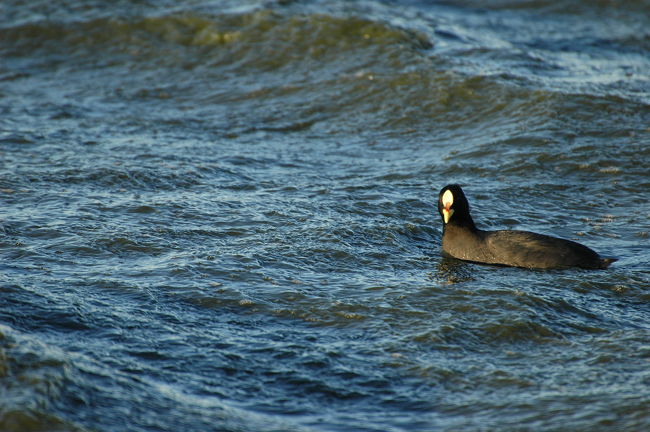 ラグーナに浮かぶ黒鳥